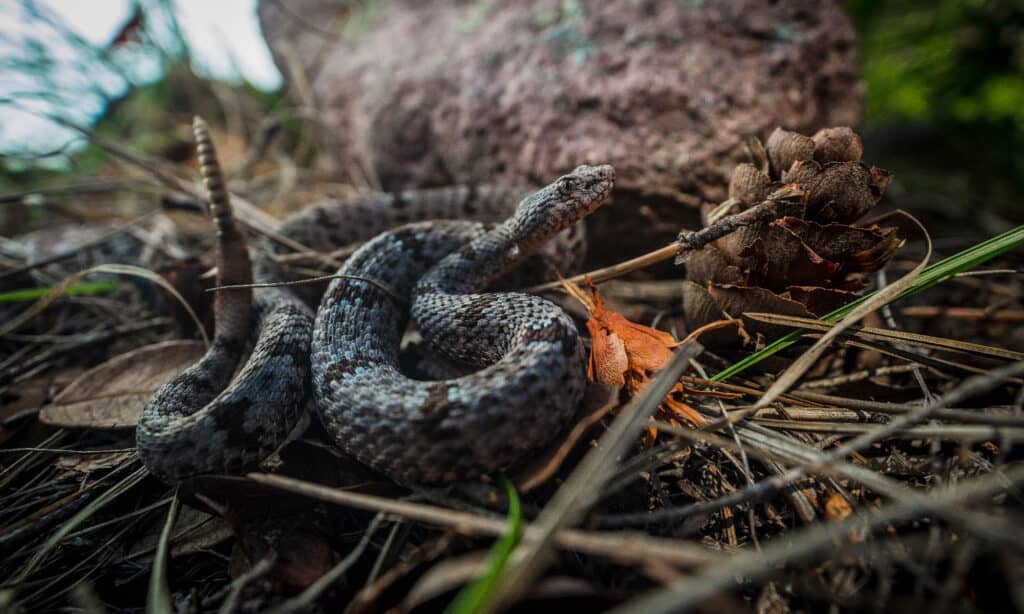 Serpente a sonagli di roccia