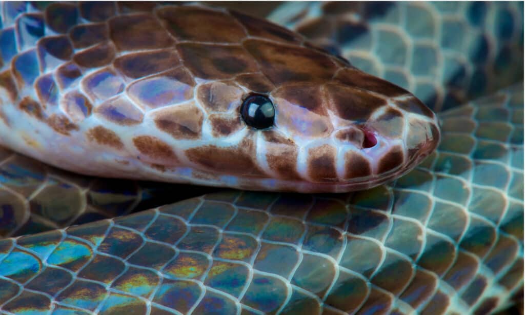 Un colpo alla testa di un serpente raggio di sole