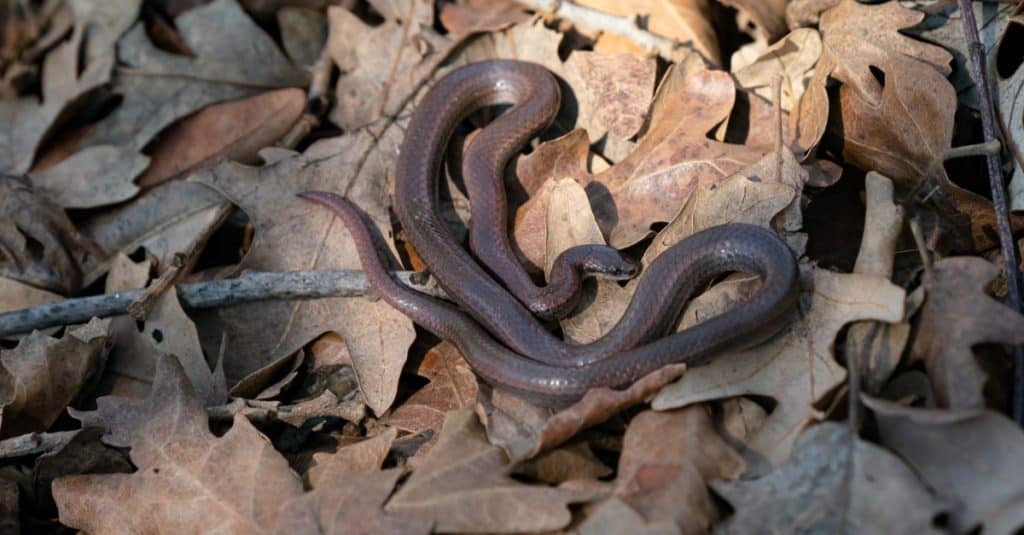 Il serpente comune dalla coda aguzza si rannicchiava in un letto di foglie.