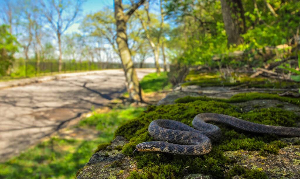 Il serpente di Kirtland