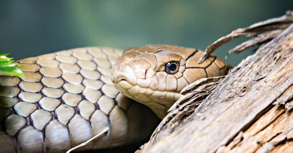 primo piano di un serpente di pino della Florida
