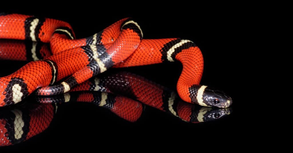 L'animale più bello è il re serpente scarlatto