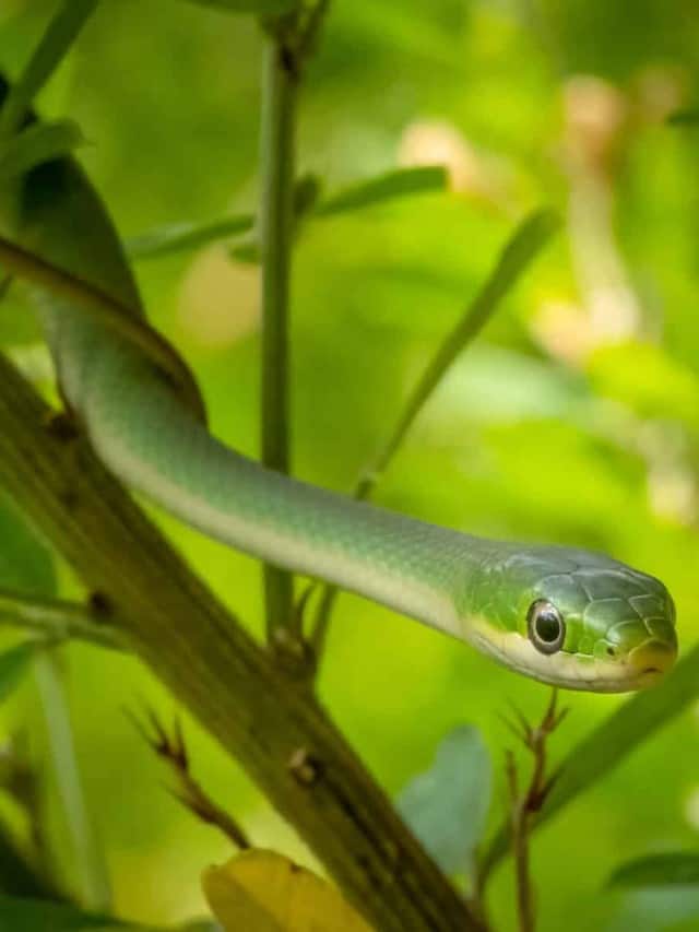 Scopri l'immagine di copertina di 17 serpenti con veleno paralizzante