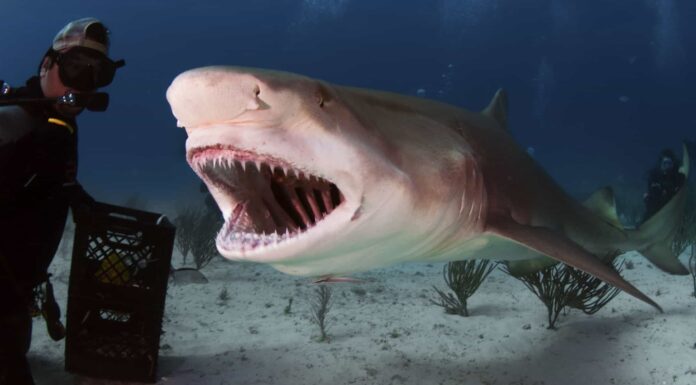 Scopri il più grande squalo limone mai catturato al largo della Florida
