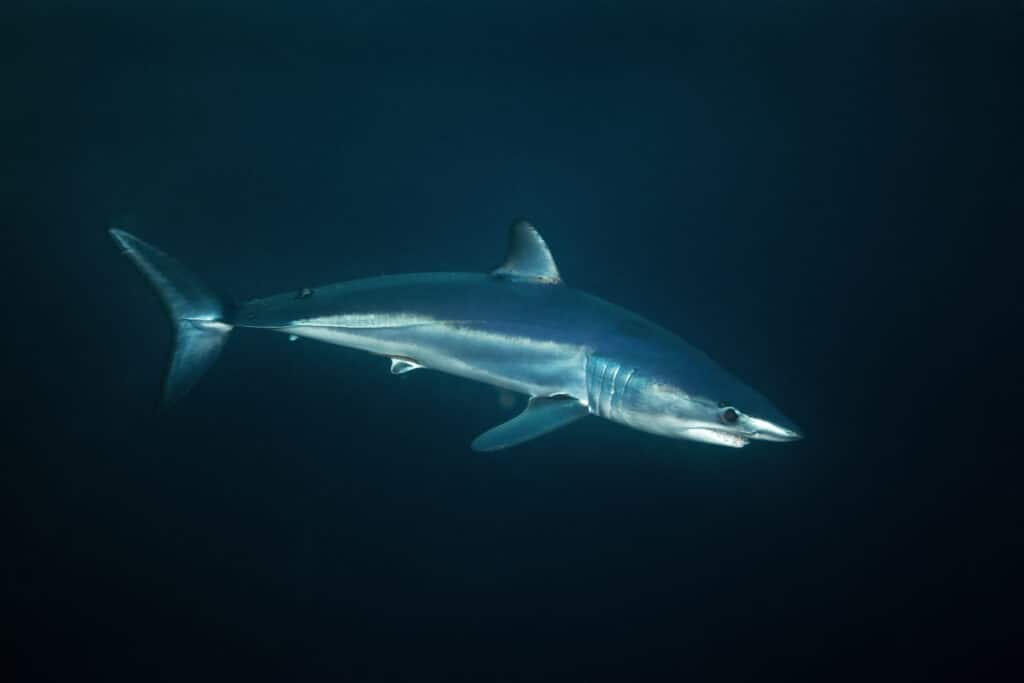 Lo squalo mako pinna lunga ha un corpo lungo e snello che è aerodinamico e ha una colorazione blu-grigiastra.