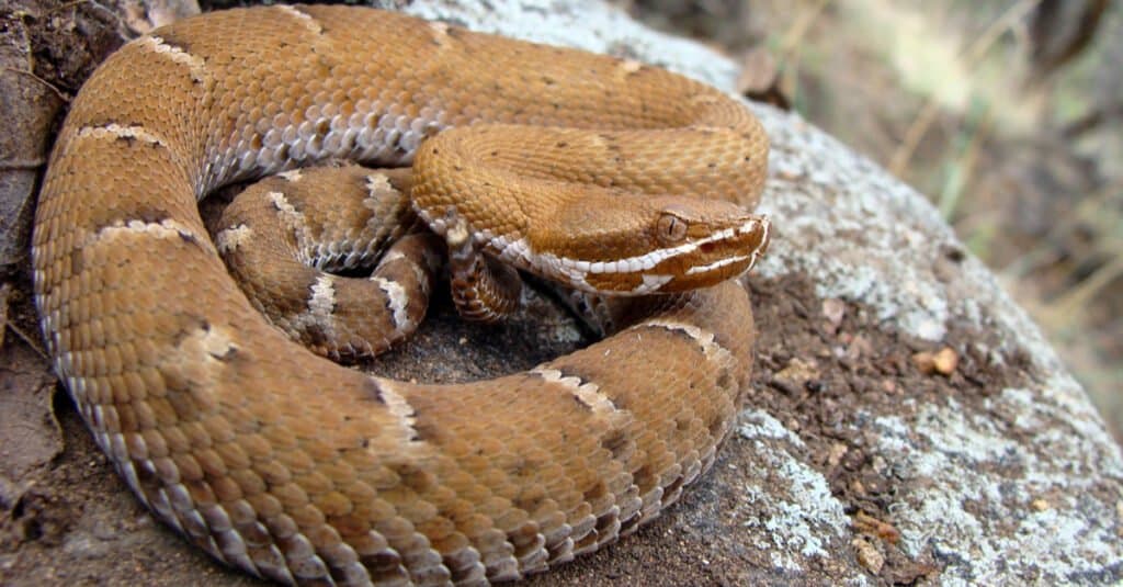 Serpente a sonagli dal naso di Arizona Ridge, Crotalus willardi
