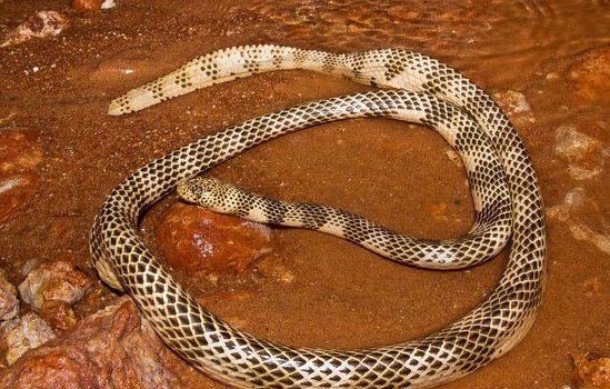 I serpenti più velenosi del mondo: il serpente di mare della barriera corallina di Dubois