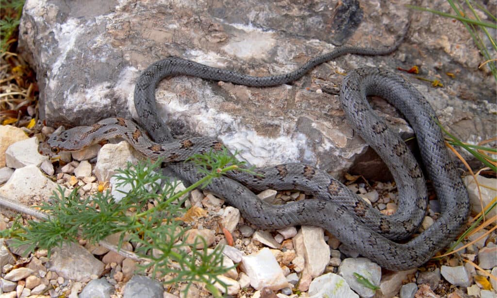 Un giovane serpente di ratto di Baird nel deserto