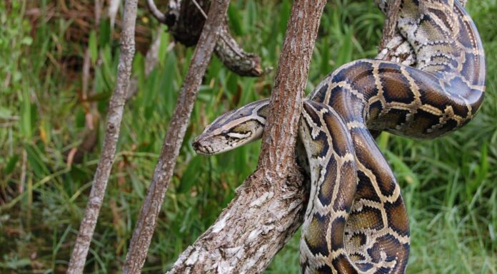 Scopri il serpente più grande mai catturato in Florida!
