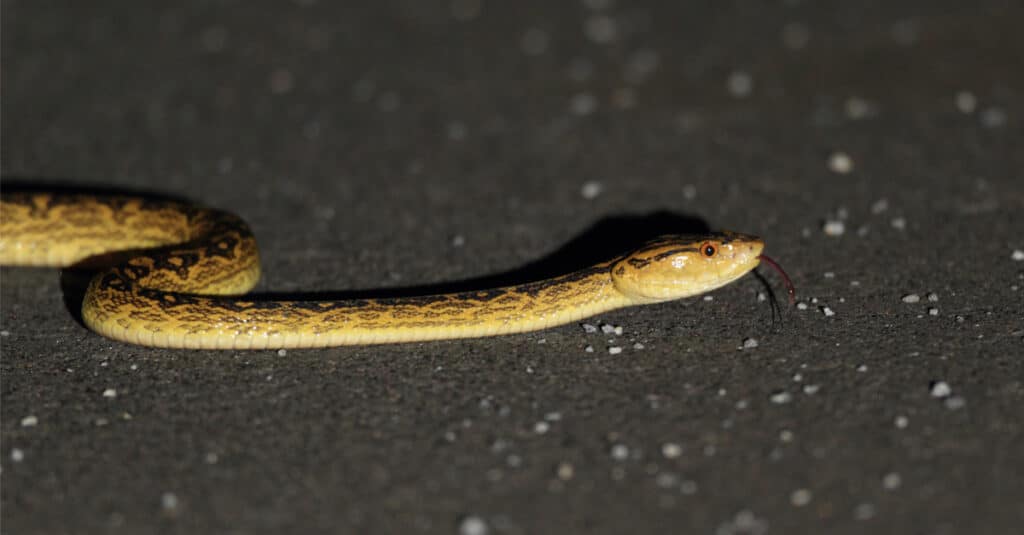 Scopri il serpente più grande trovato in Giappone