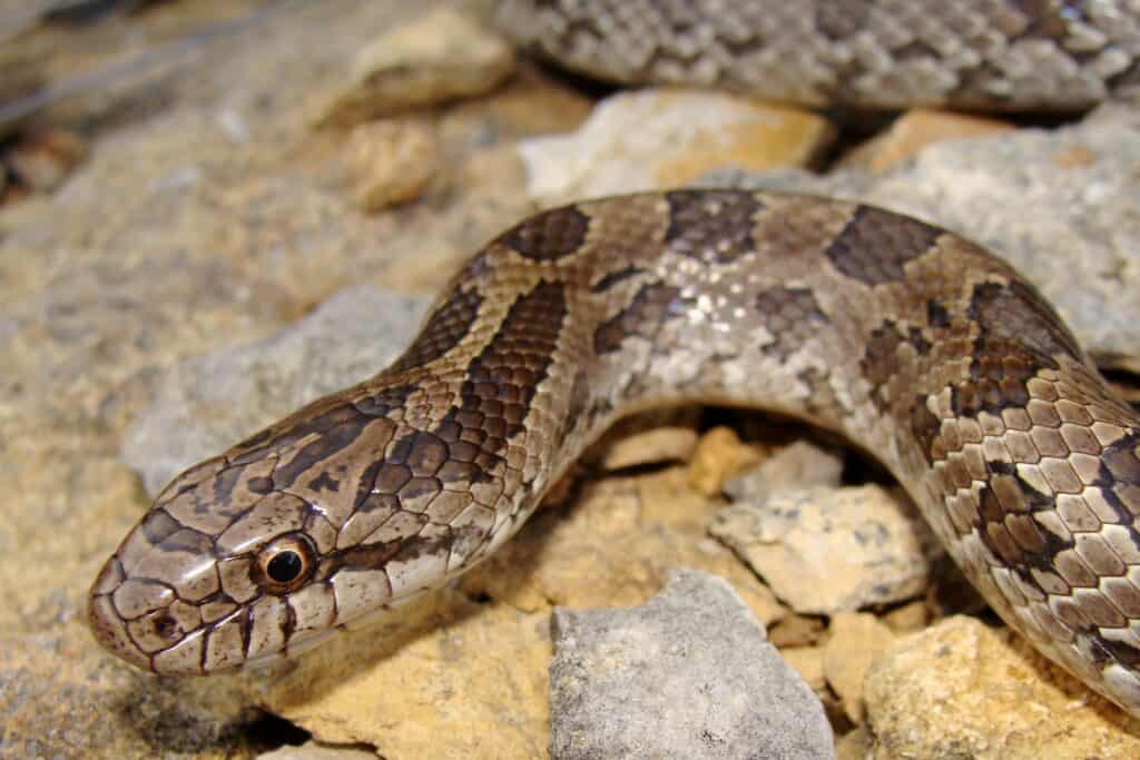 Serpente reale della prateria, Lampropeltis calligaster