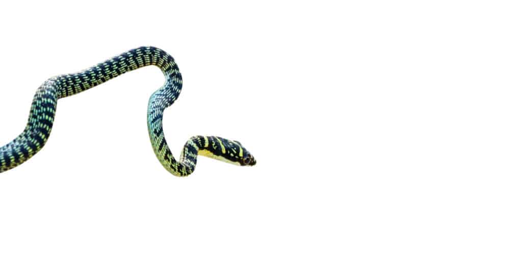 Un serpente dell'albero d'oro su uno sfondo bianco