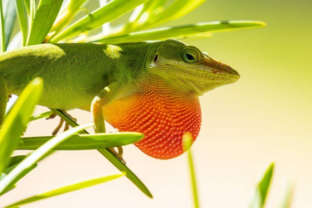 Lucertola Anole verde con la gola gonfia