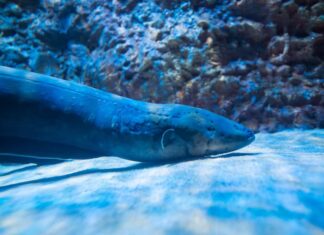 Scopri la più grande anguilla americana mai catturata nel fiume Mississippi
