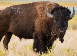 Scopri la più grande mandria di bisonti d'America: è nel Parco Nazionale di Yellowstone!
