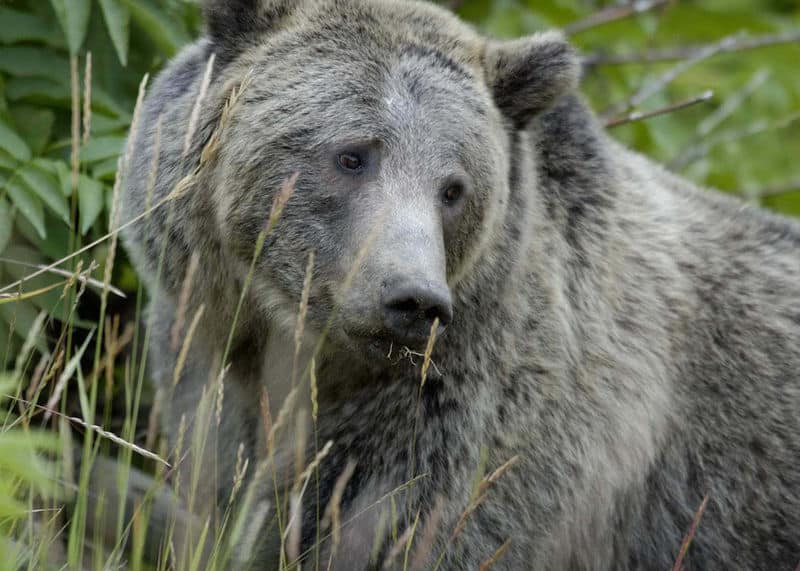 Orso grizzly in erba