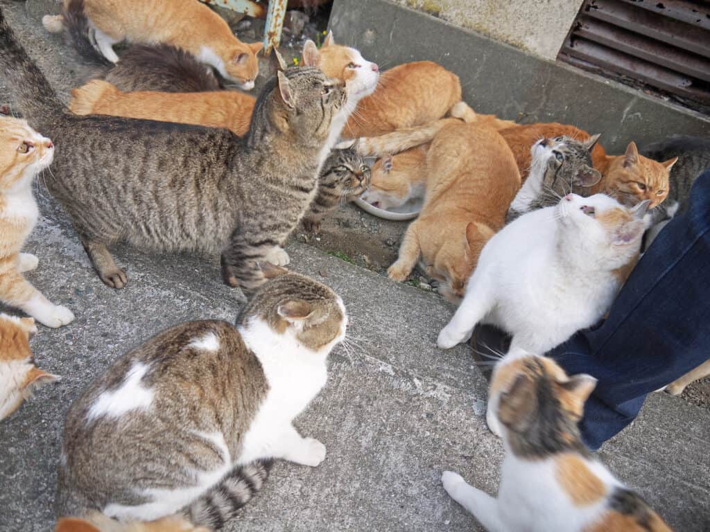 Gruppo di gatti sull'isola di Aoshima rannicchiati insieme