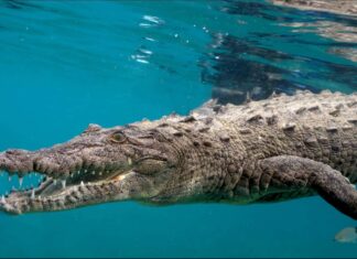 Saltwater crocodiles are known for hunting even huge sharks! They are the real predators in the Ocean.