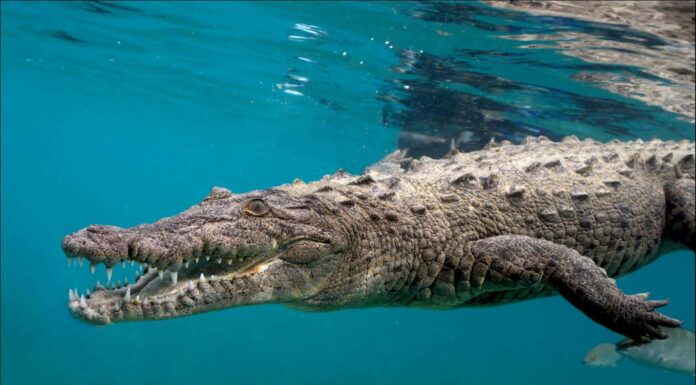 Saltwater crocodiles are known for hunting even huge sharks! They are the real predators in the Ocean.