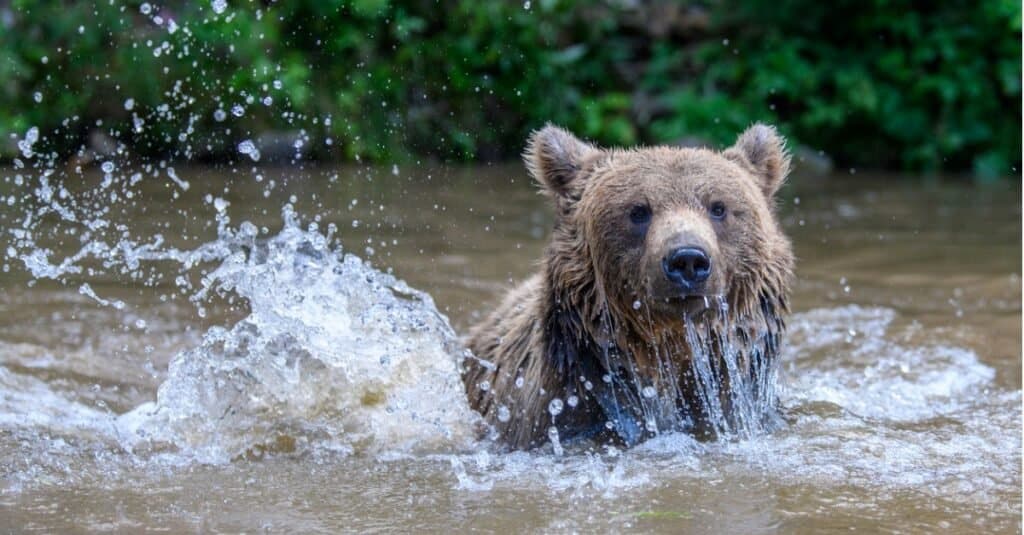 Gli orsi sanno nuotare