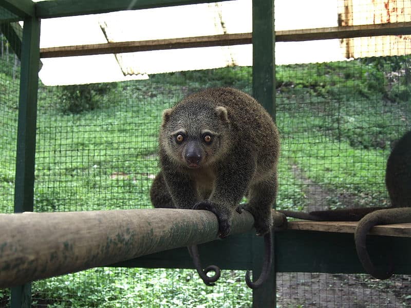 Il più grande opossum del mondo è il cuscus dell'orso di Sulawesi