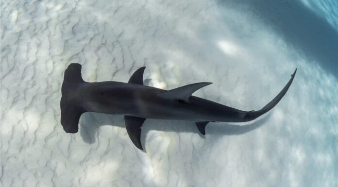 Scopri perché gli squali martello non hanno mai ucciso un essere umano
