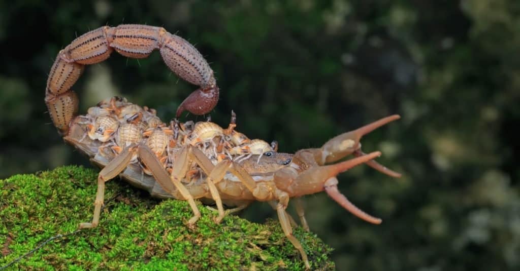 Una madre scorpione (Hottentotta hottentotta) tiene i suoi bambini sulla schiena.