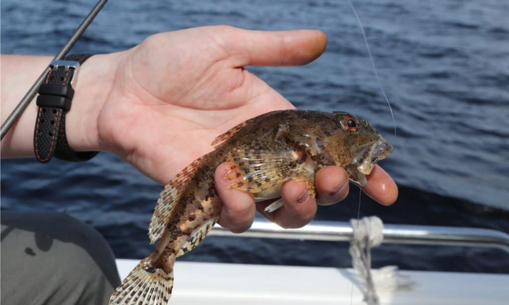 La pelle dello Sculpin è spinosa e le spine sulla testa e le pinne contengono un veleno.  È facile per un pescatore rimanere bloccato dalle spine di questo pesce mentre lo maneggia.