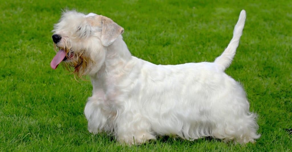 White Sealyham Terrier in giardino
