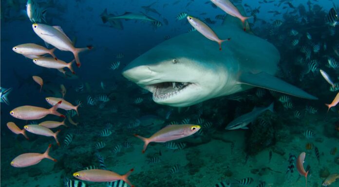 Sei spiagge vicino a Miami con il maggior numero di attacchi di squali
