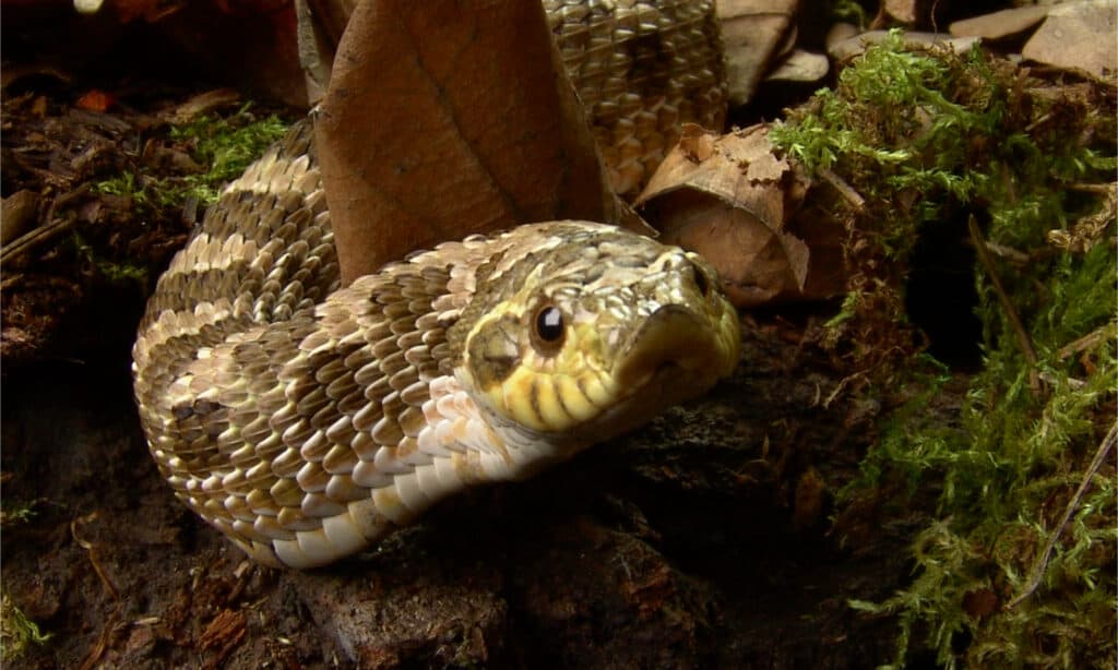 Un'immagine frontale del muso all'insù di un serpente hognose delle pianure