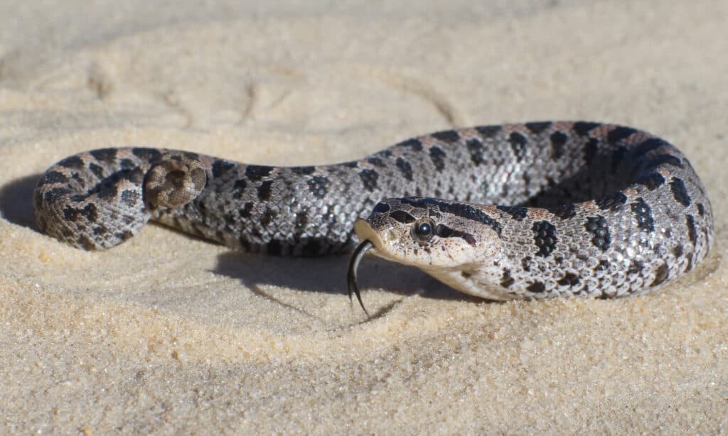 Serpente Hognose meridionale femminile - Heterodon simus nelle colline di sabbia della Florida.  Il serpente hognose meridionale è una piccola specie che misura solo da 13 a 24 pollici circa.