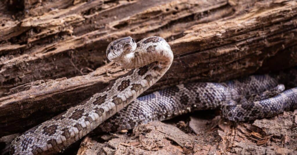 Primo piano di un serpente hognose occidentale, Heteroden nasicus, sul vecchio legno di un albero.  Il serpente ha un corpo marrone o marrone chiaro con da 35 a 40 macchie più scure come mimetismo.