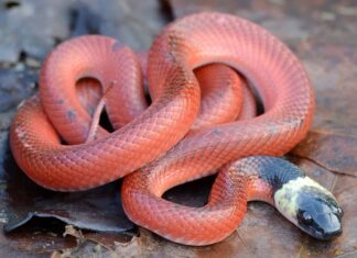 Serpente Mussurana
