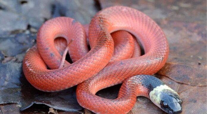 Serpente Mussurana
