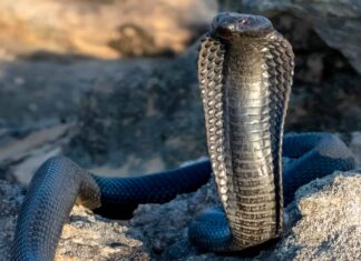 Serpente Zebra
