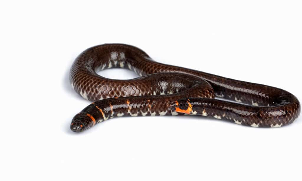 Un serpente a pipa dalla coda rossa su sfondo bianco
