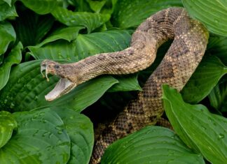 Guarda una GoPro che cade in una fossa di serpenti a sonagli e crea una fabbrica da incubo
