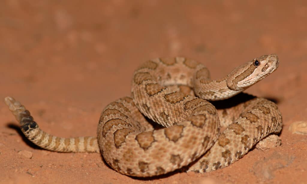 Midget Faded Rattlesnake che mostra sonaglio