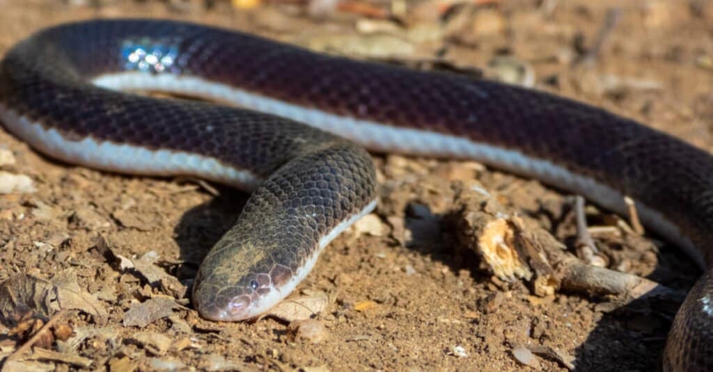 Serpente a spillo (Atractaspis bibronii) di Gauteng.  Sebbene il corpo sia per lo più marrone e nero, in alcuni casi il ventre può essere bianco.