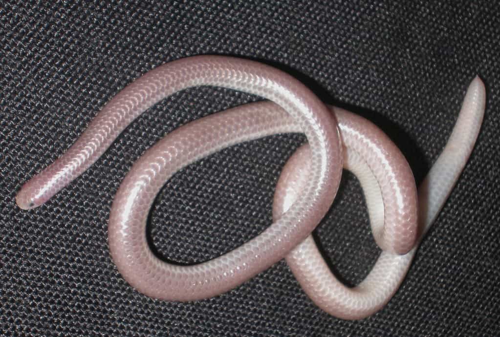 Serpente cieco occidentale su sfondo di tessuto nero