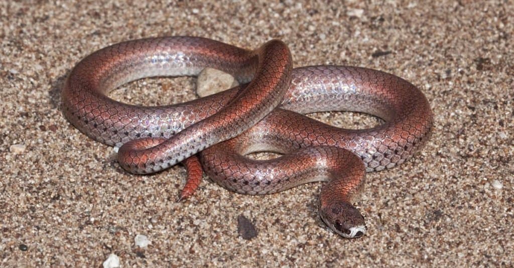 Un serpente dalla coda affilata (Contia tenuis), vicino al lago Birth, San Luis Obispo County, California