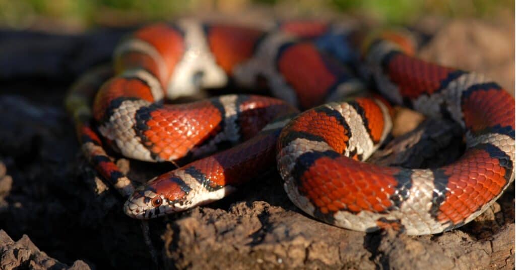 serpente di latte rosso comune raggomitolato