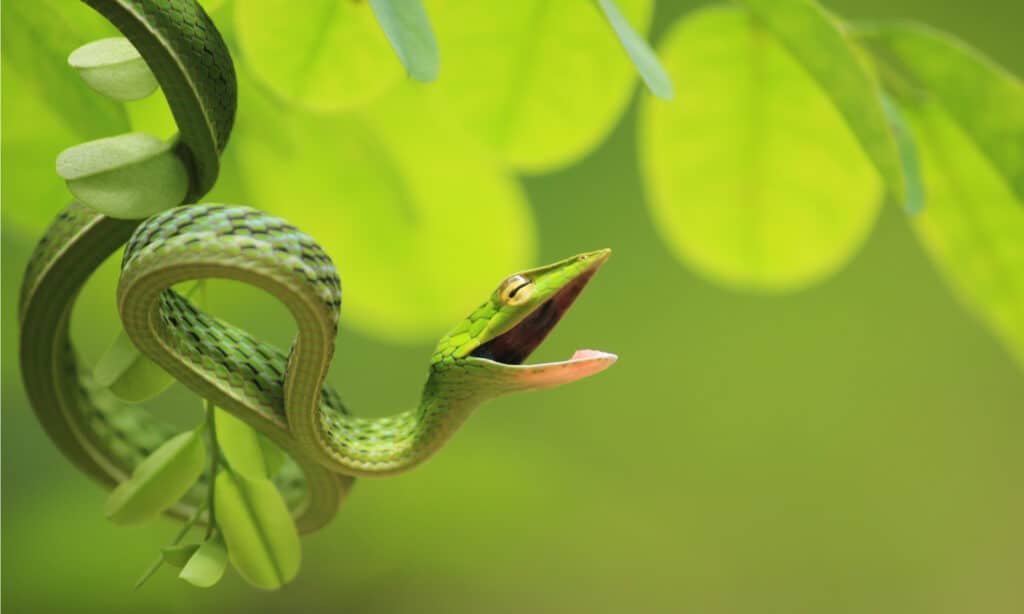 Serpente di vite verde di umore arrabbiato, pronto ad attaccare.  Sono molto pericolosi e il loro veleno può facilmente uccidere gli umani.