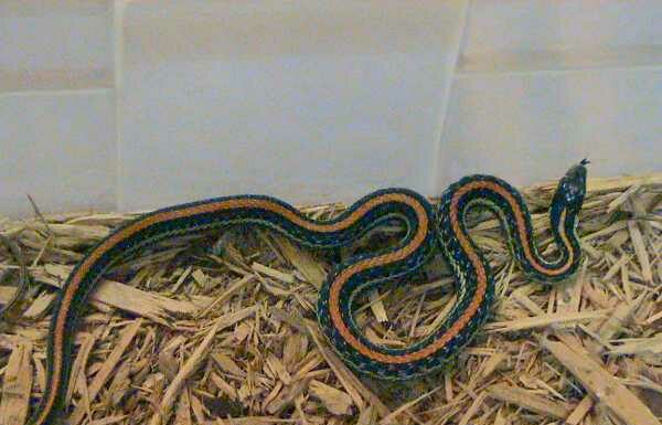 A Texas garter snake in captivity