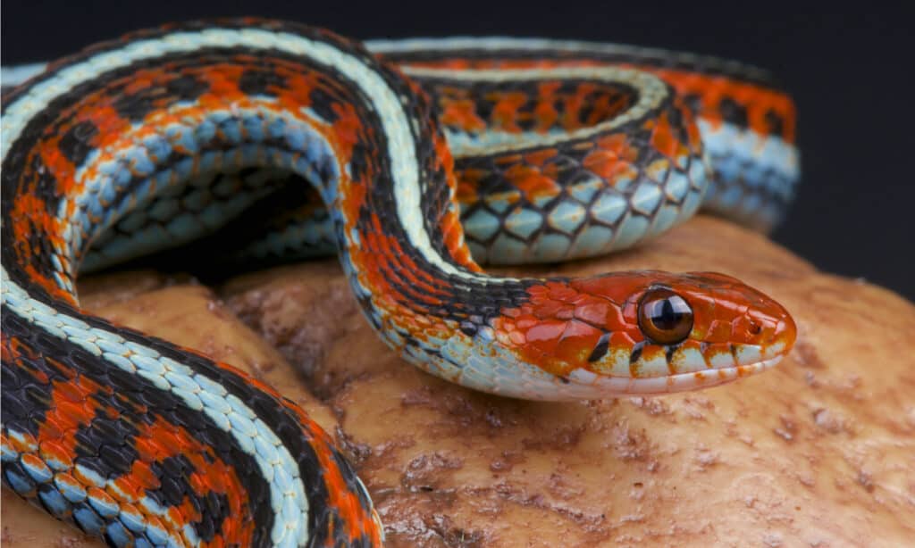 Il serpente giarrettiera di San Francisco è caratterizzato da una colorazione blu-verde brillante o verde-giallo lungo il ventre e i fianchi.