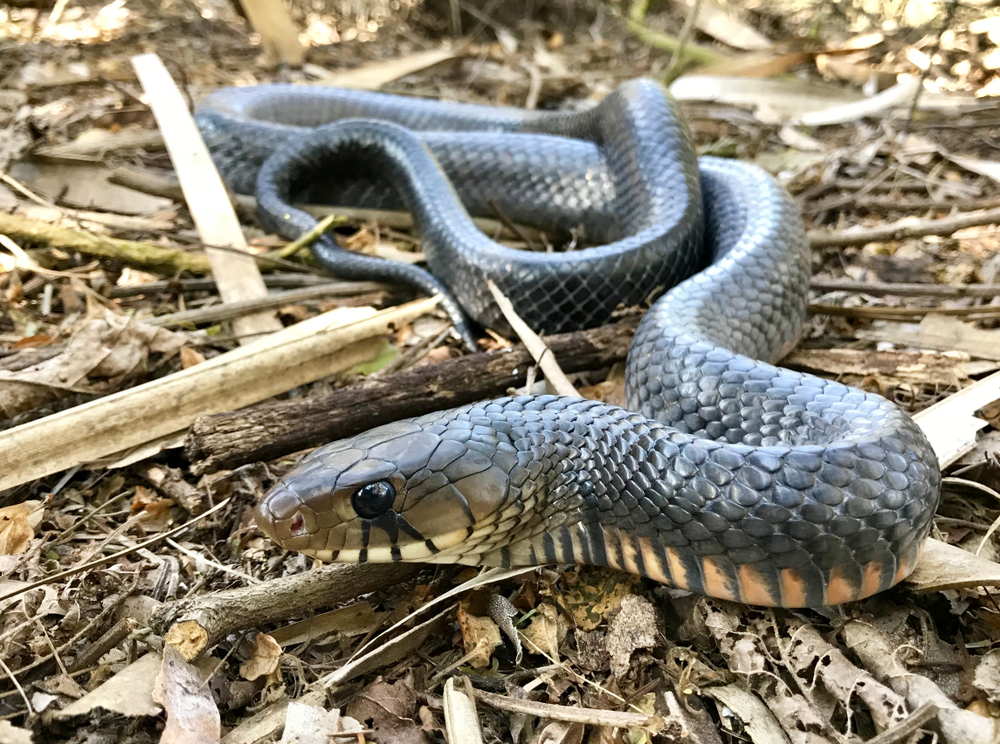 Serpente indaco selvaggio del Texas di fronte alla telecamera