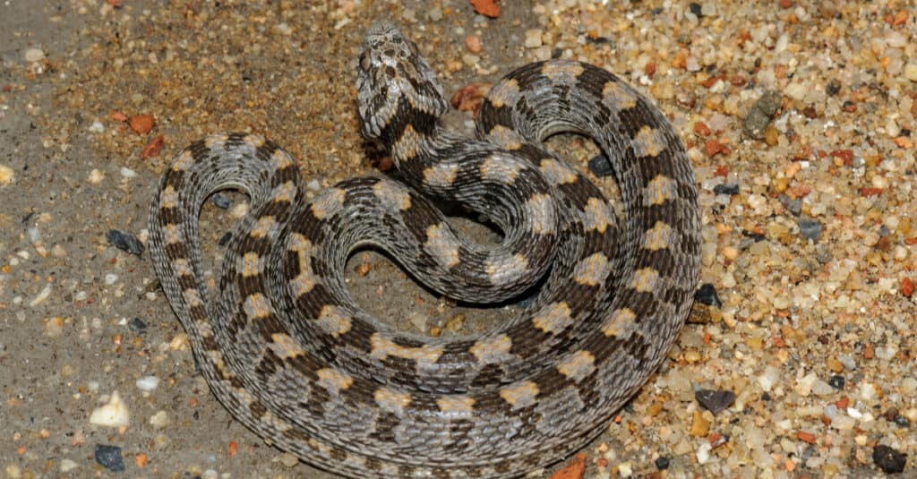 Una vista dall'alto di un serpente rombico mangiatore di uova mette in evidenza le sue macchie a forma di rombo