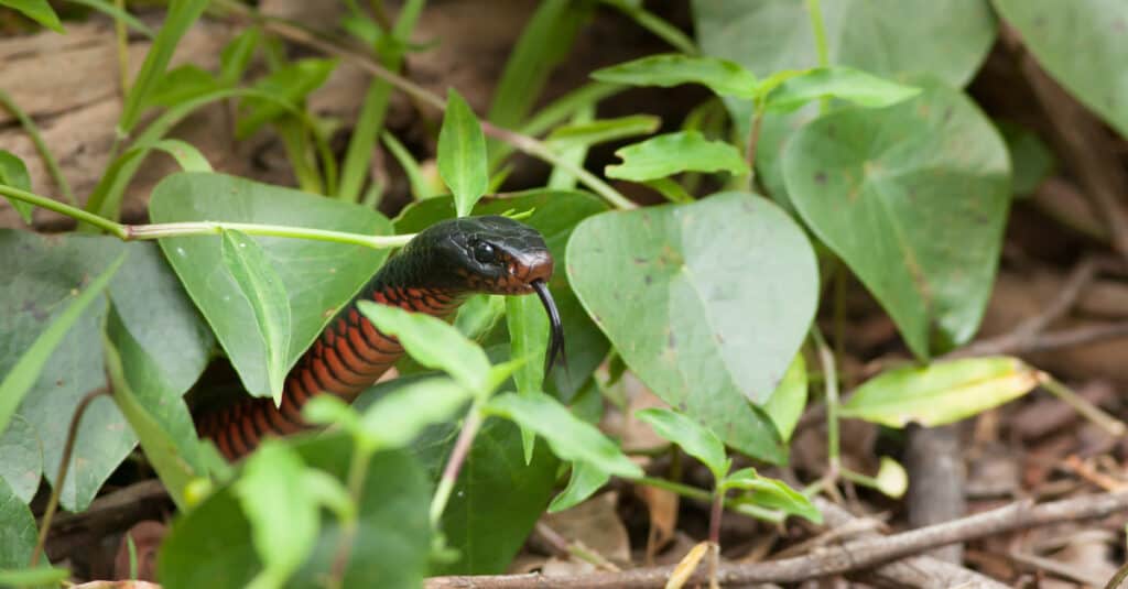 Un serpente nero dal ventre rosso fa capolino dal fogliame