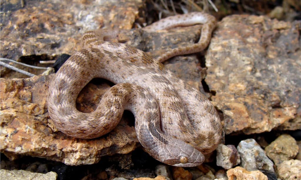 Il corpo del Texas Night Snake è grigio chiaro o marrone chiaro con macchie più scure distanziate regolarmente lungo la schiena e una barra scura che corre dietro ogni occhio.